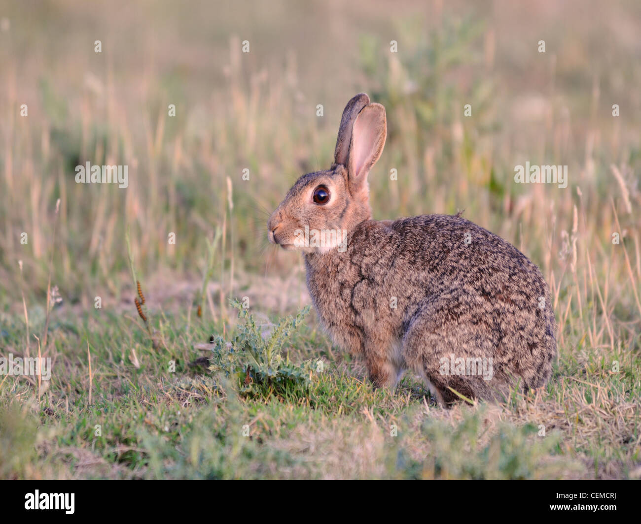 Rabbit ( Oryctolagus cuniculus ) Out feeding in the warm evening ...