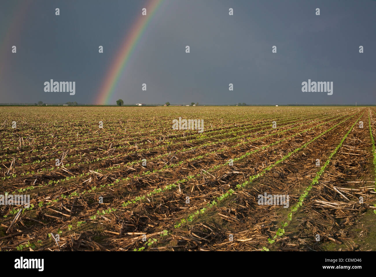 Agriculture - Field of cotton seedlings in mid Spring with a dark, stormy sky and rainbow in the background / Arkansas, USA. Stock Photo