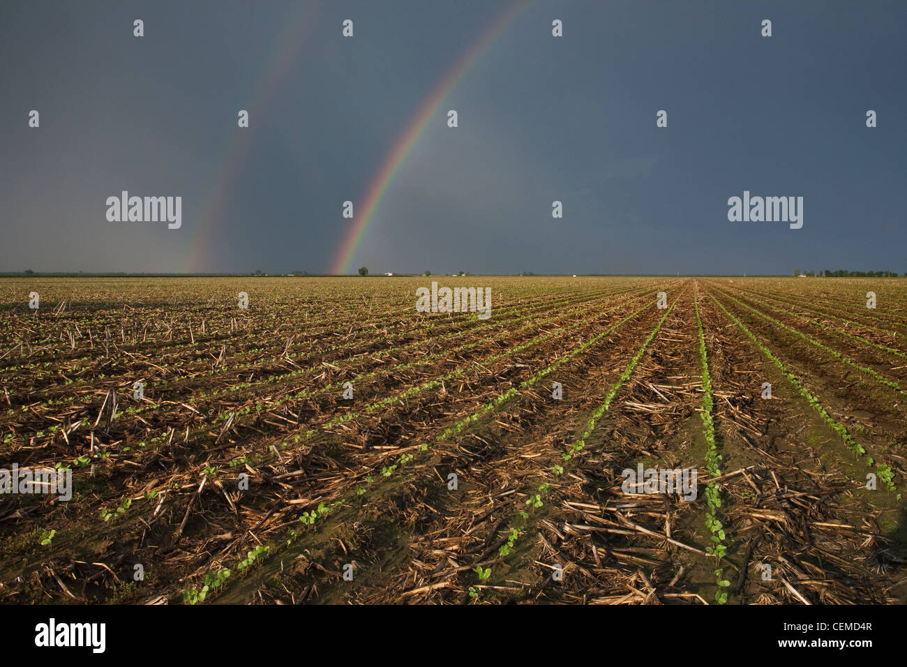 Agriculture - Field of cotton seedlings in mid Spring with a dark, stormy sky and rainbow in the background / Arkansas, USA. Stock Photo