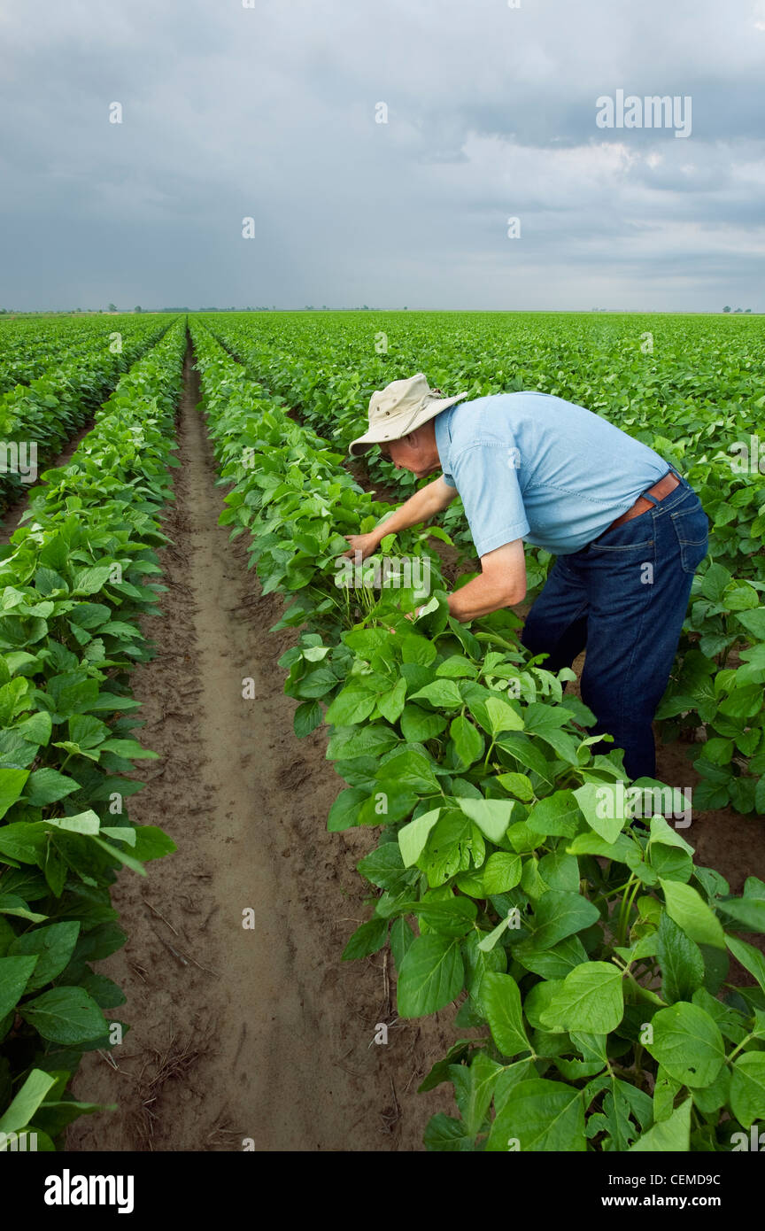Agriculture - A crop consultant inspects a mid growth crop of soybeans at the pod setting stage / Arkansas, USA. Stock Photo