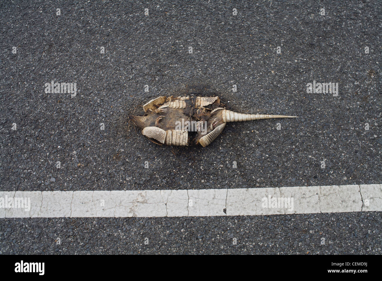 Dead roadkill on tarmac road hires stock photography and images Alamy