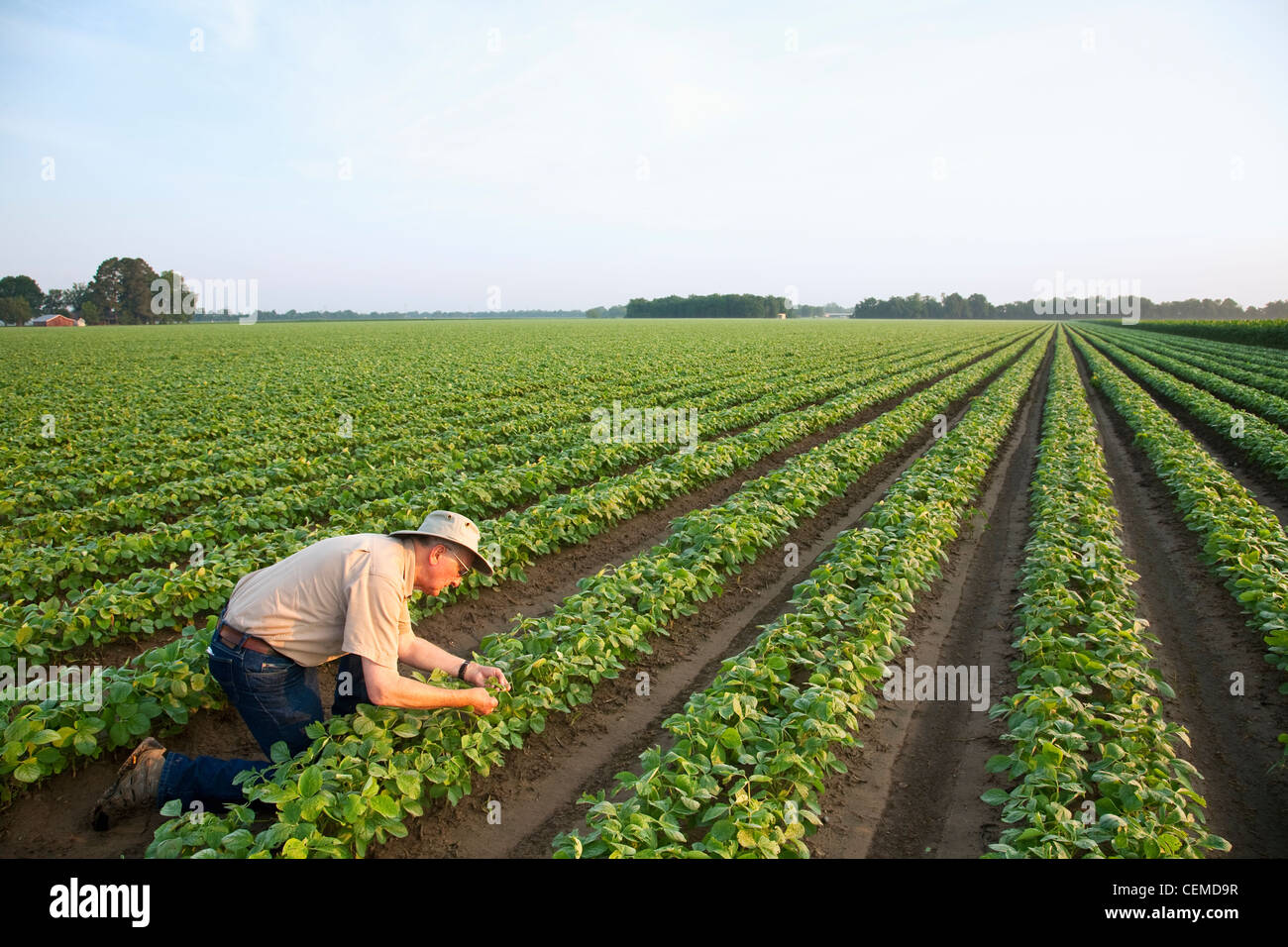 Agriculture - A crop consultant inspects an early growth crop of twin row soybeans, with two rows per bed / Arkansas, USA. Stock Photo