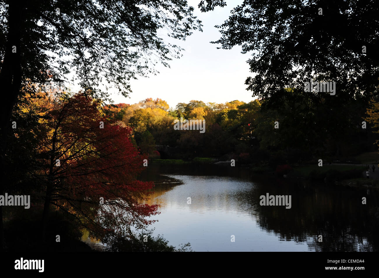 Dark shade trees leaves trunks rising left right foreground view hi-res ...