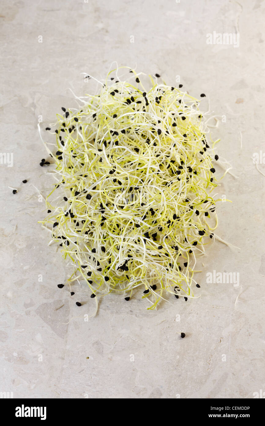 Leek seed sprouts Stock Photo