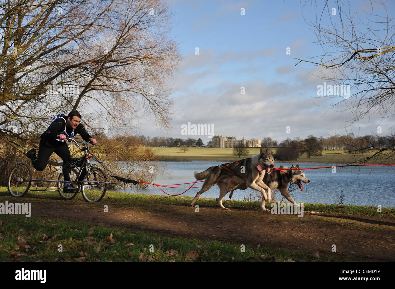 The Siberian Husky Club of Great Britain Rally at Grimsthorpe Castle in Lincolnshire Stock Photo