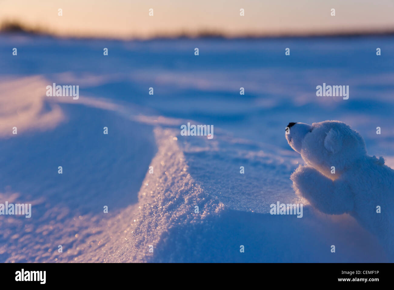 Stuffed toy of polar bear on snow, Manitoba, Canada Stock Photo