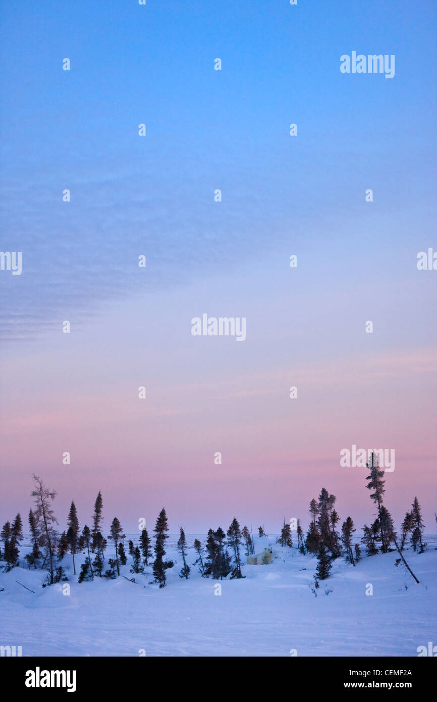 Snowcovered tundra, Manitoba, Canada Stock Photo Alamy