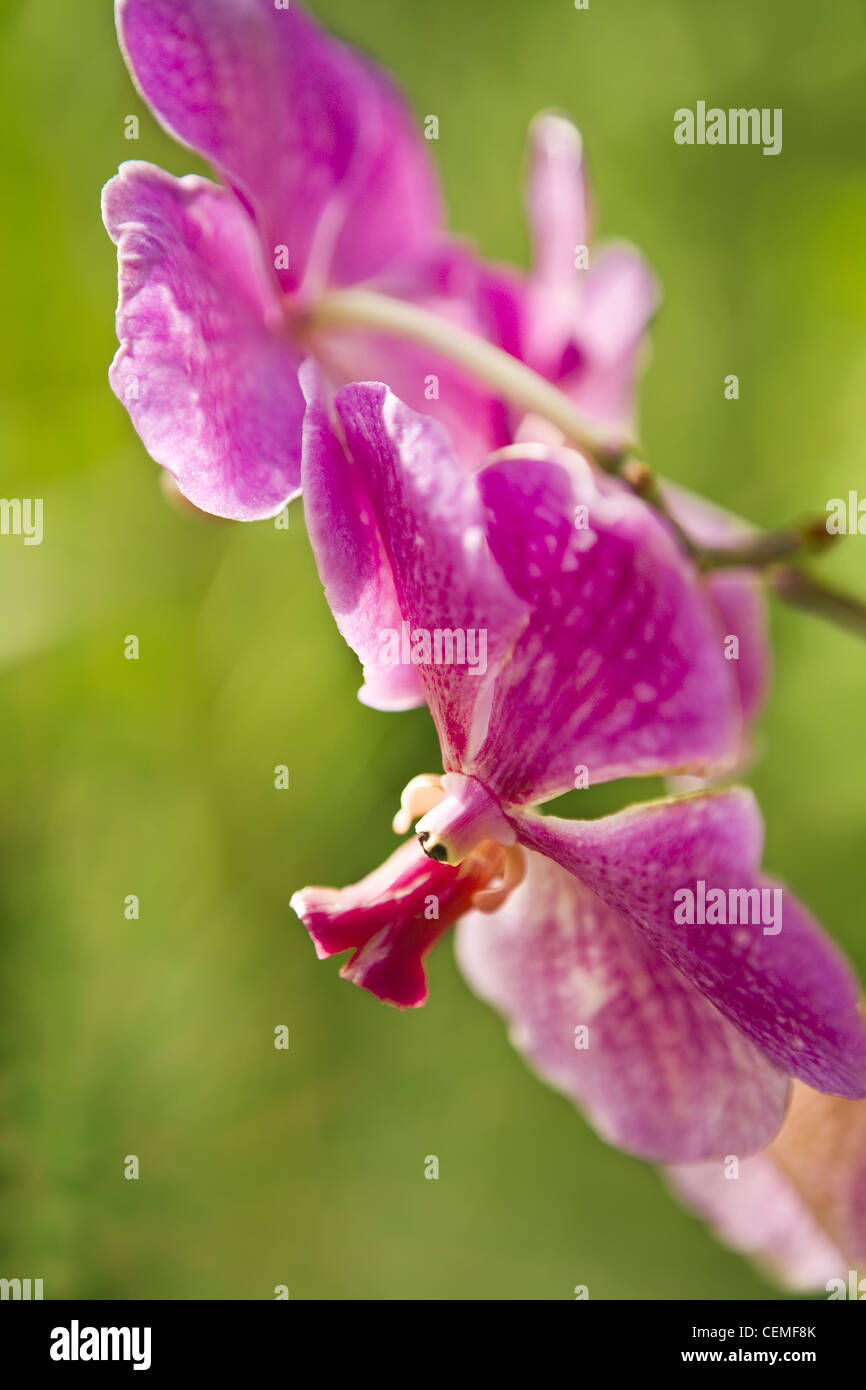 orchid may be used as a template for greeting cards Stock Photo