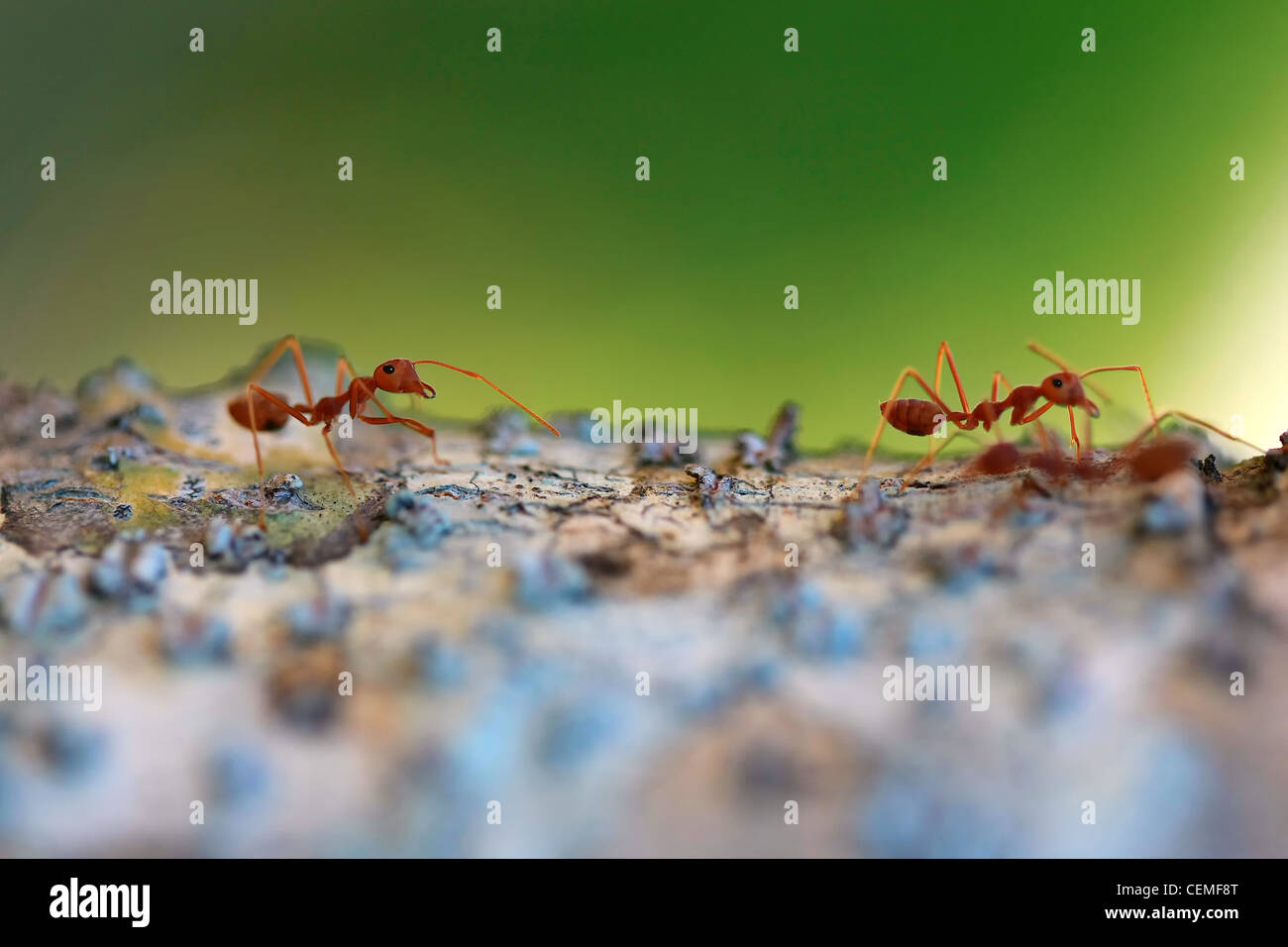 ants breaking down dead tree Stock Photo Alamy