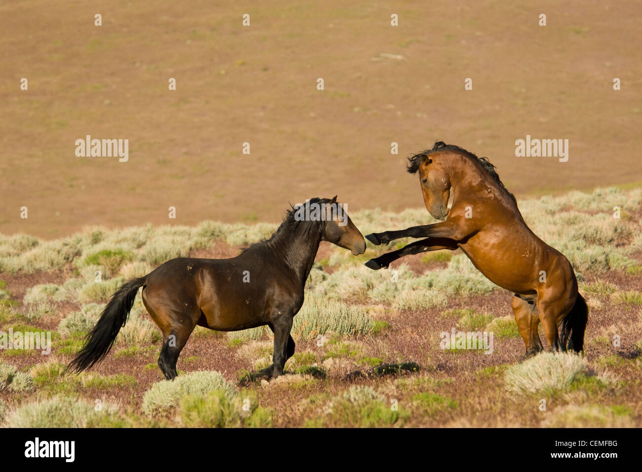 Fighting stallions, Wild horses, Equus ferus, Nevada Stock Photo