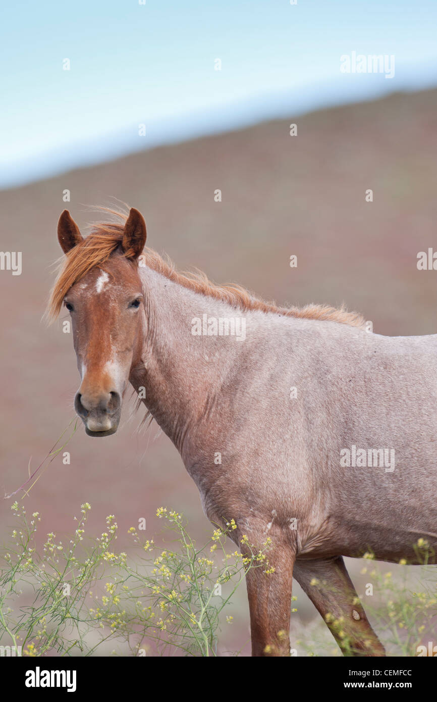 Equus ferus hi-res stock photography and images - Alamy