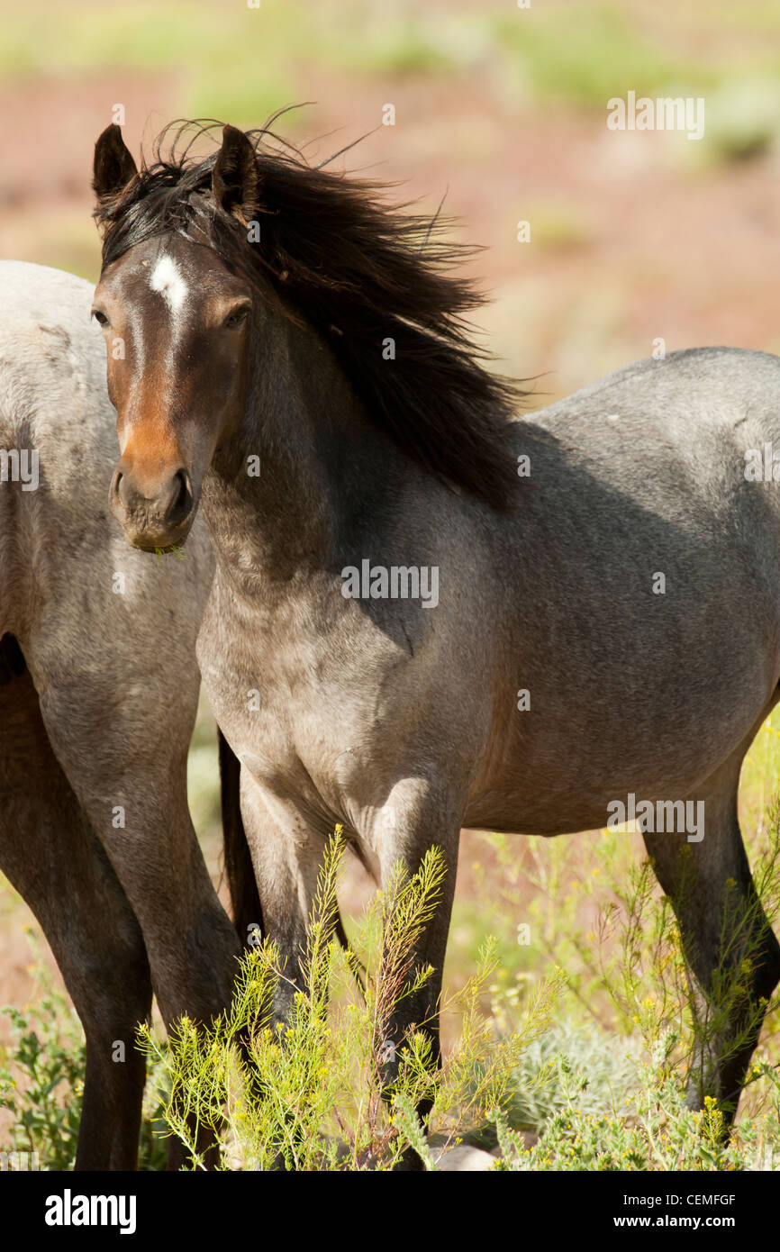 Wild horse: Equus ferus, Nevada Stock Photo