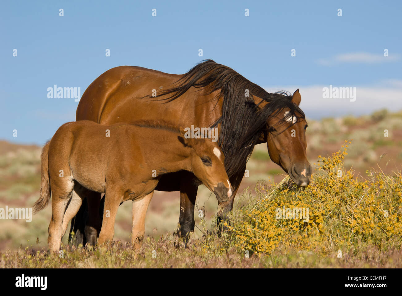 Wild horse mare with colt (baby), Equus ferus, Nevada Stock Photo