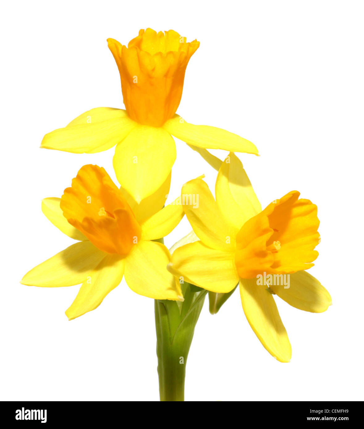 Three daffodils isolated on white background Stock Photo