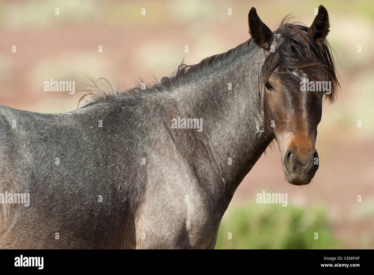 Wild horse: Equus ferus, Nevada Stock Photo