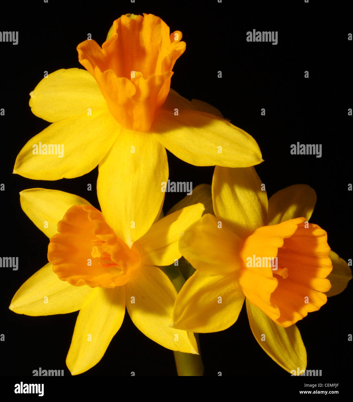 Three daffodils isolated on black background Stock Photo - Alamy