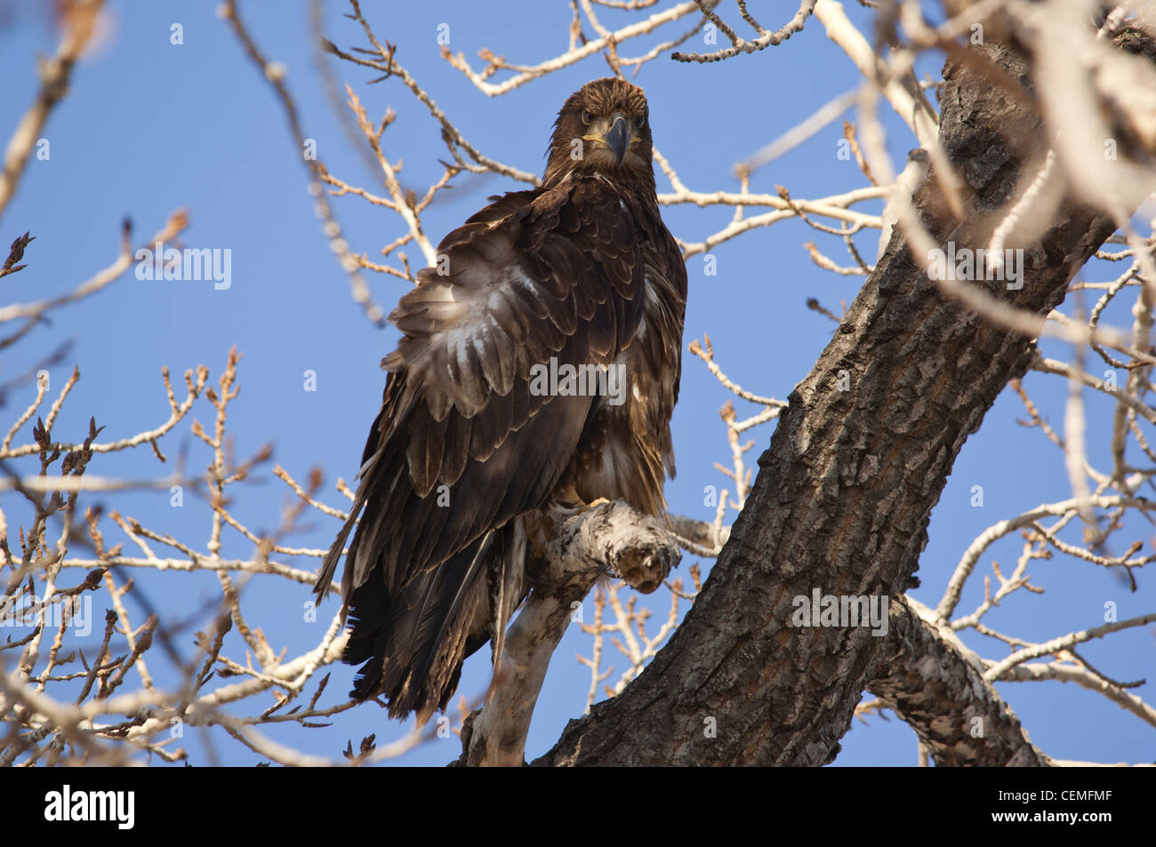 Young golden eagle hires stock photography and images Alamy
