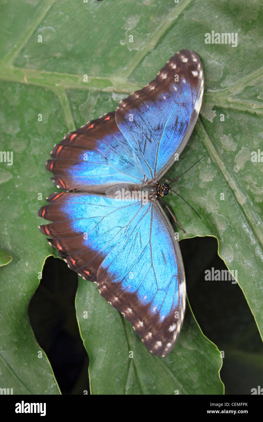 Blue Morpho peleides Butterfly in the glasshouse at Wisley Surrey England UK Stock Photo
