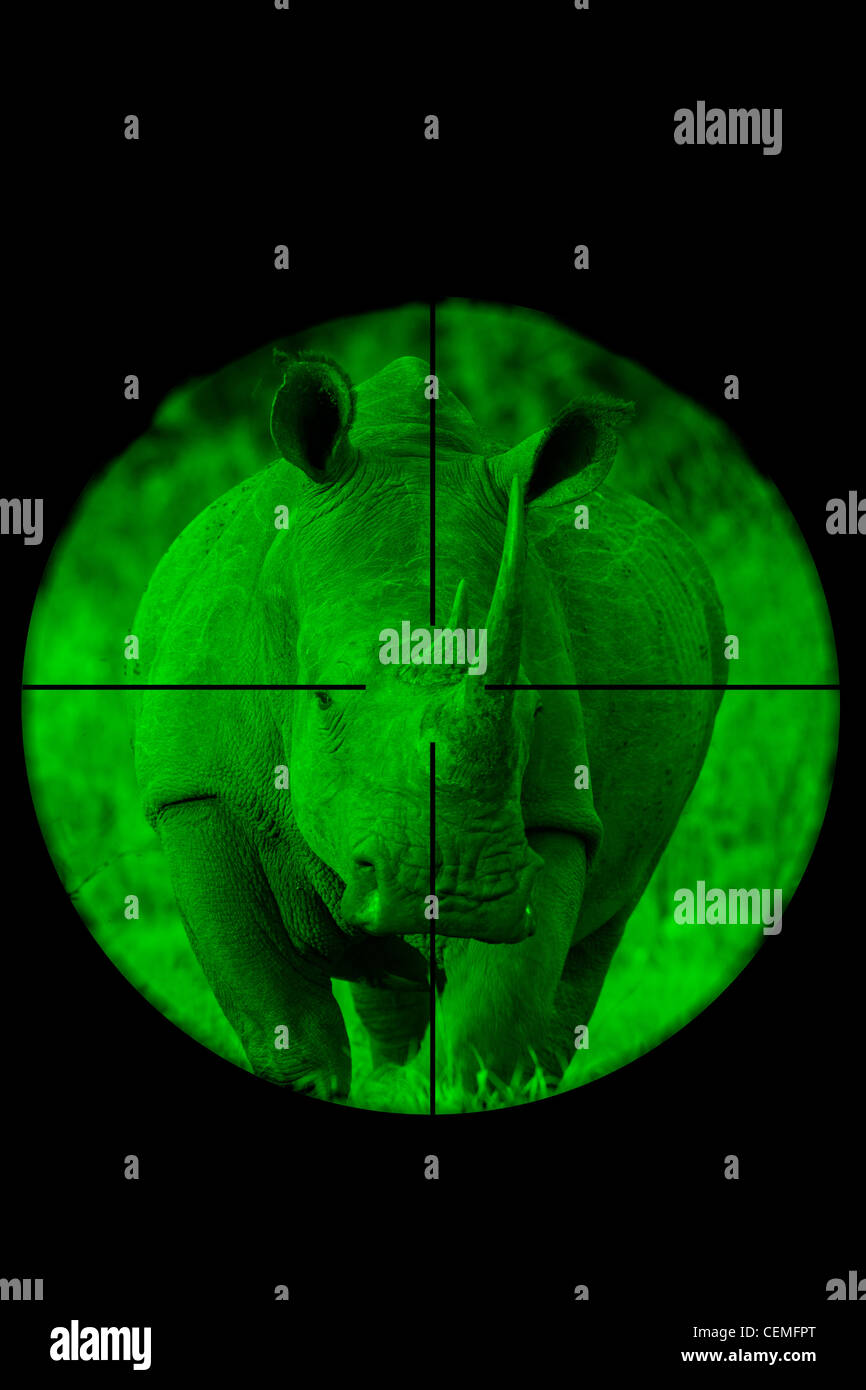White Rhinoceros seen through a hunting rifle sight (illustration). Stock Photo