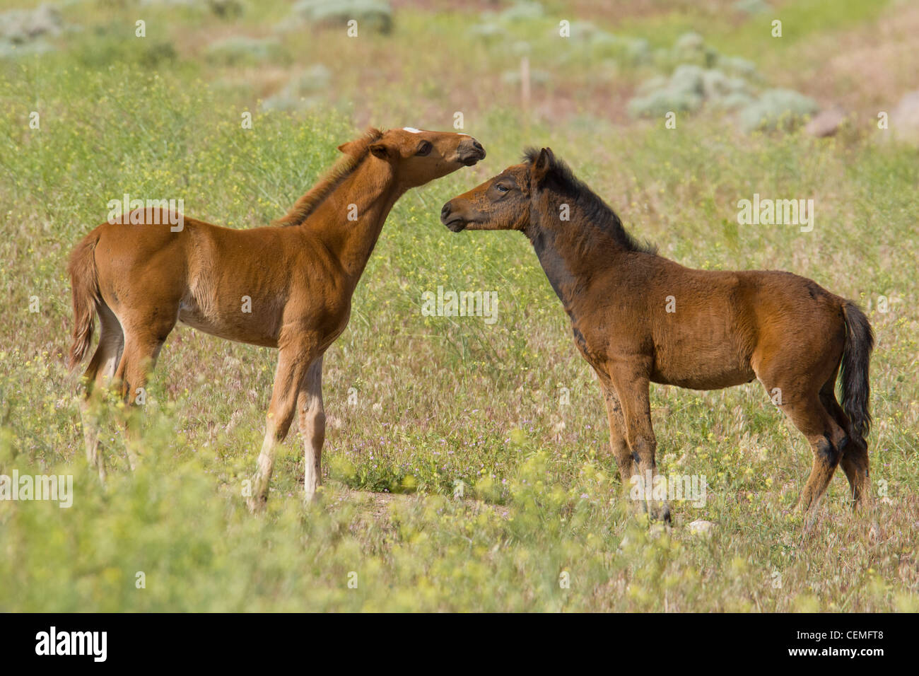 Baby Wild horses (colts), Equus ferus, Nevada Stock Photo
