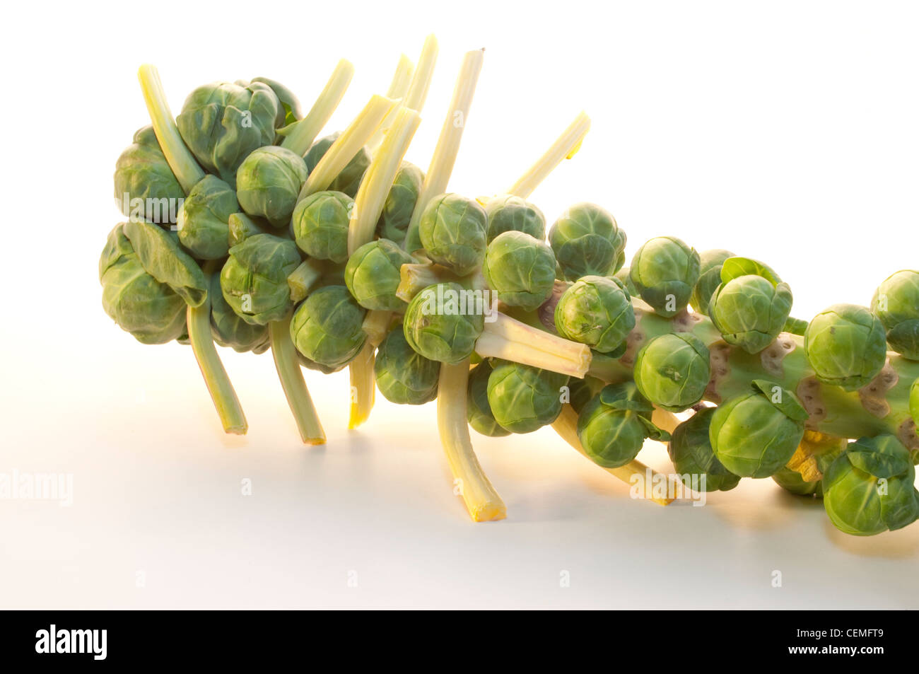 Brussel Sprouts on the stem Stock Photo - Alamy