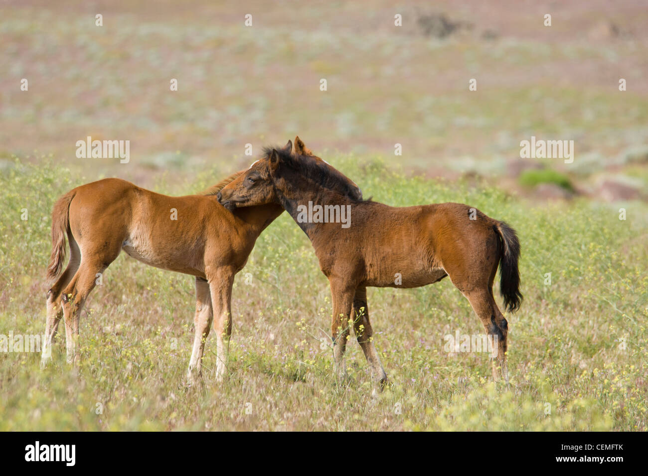 Baby Wild horses (colts), Equus ferus, Nevada Stock Photo