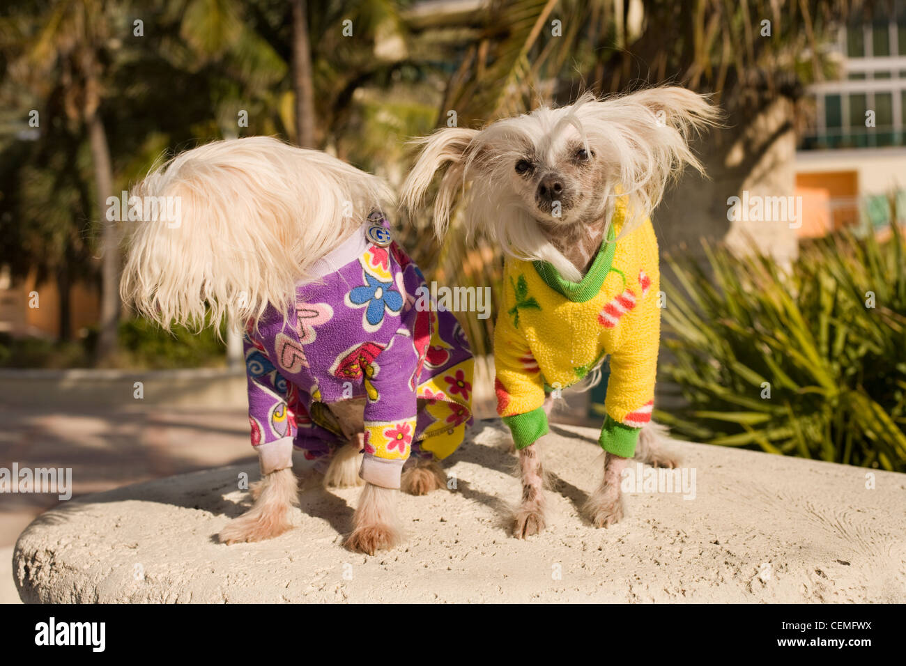 Are Dogs Allowed In Miami Beach