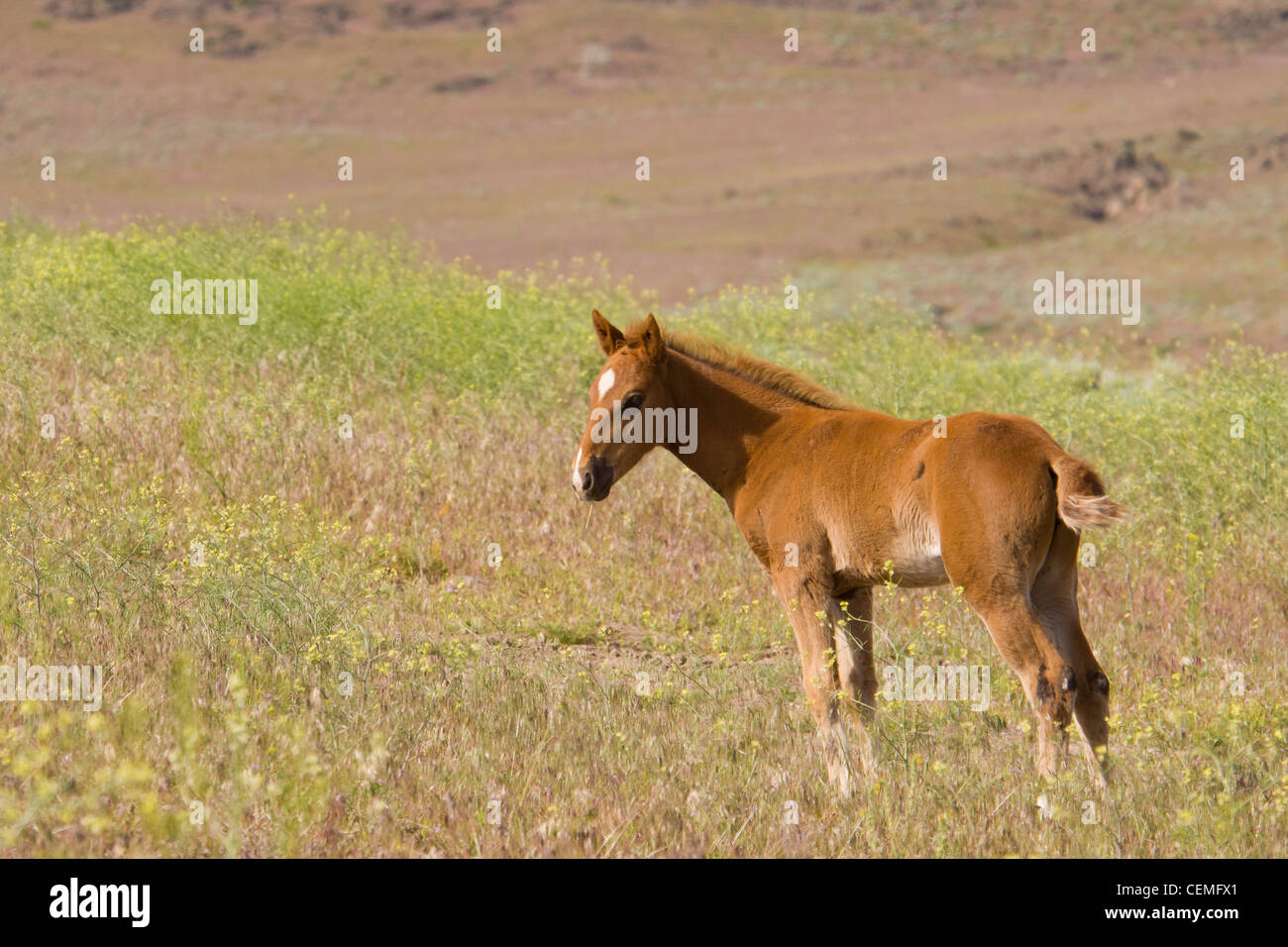 Baby Wild horse, Equus ferus, Nevada Stock Photo