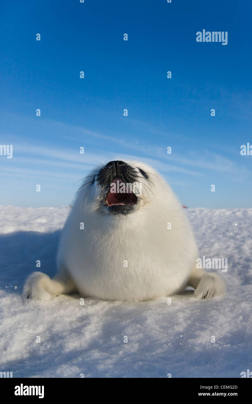 Harp seal pup on ice, Iles de la Madeleine, Canada Stock Photo