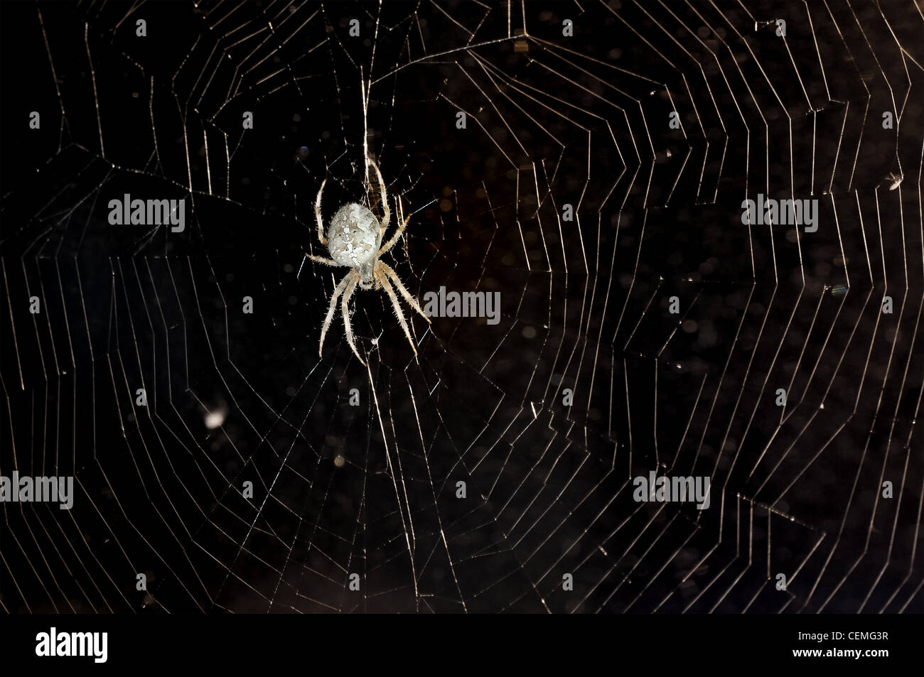 Spider on cobweb against dark night sky Stock Photo