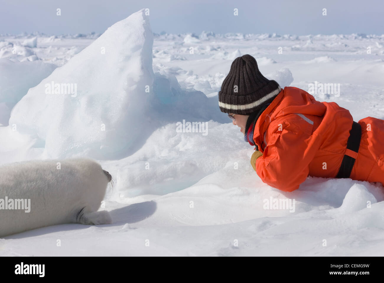 Tourist with harp seal pup on ice, Iles de la Madeleine, Canada Stock Photo