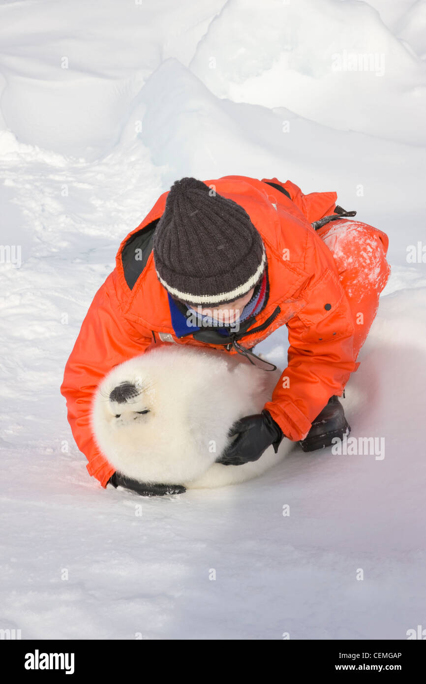 Tourist with harp seal pup on ice, Iles de la Madeleine, Canada Stock Photo