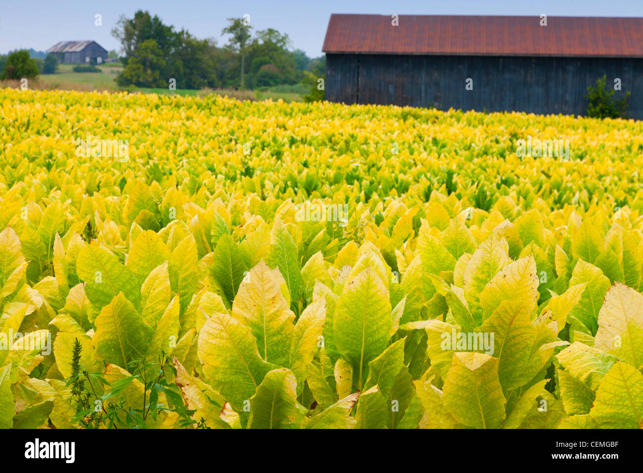 Tobacco and crop hires stock photography and images Alamy