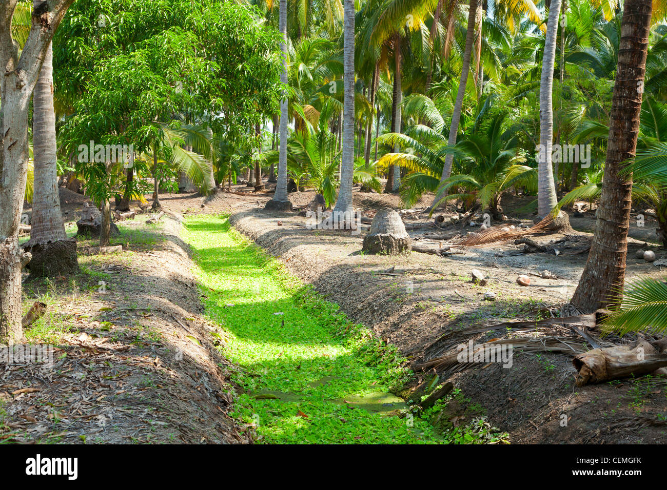 Coconut Farm Thailand High Resolution Stock Photography and Images Alamy