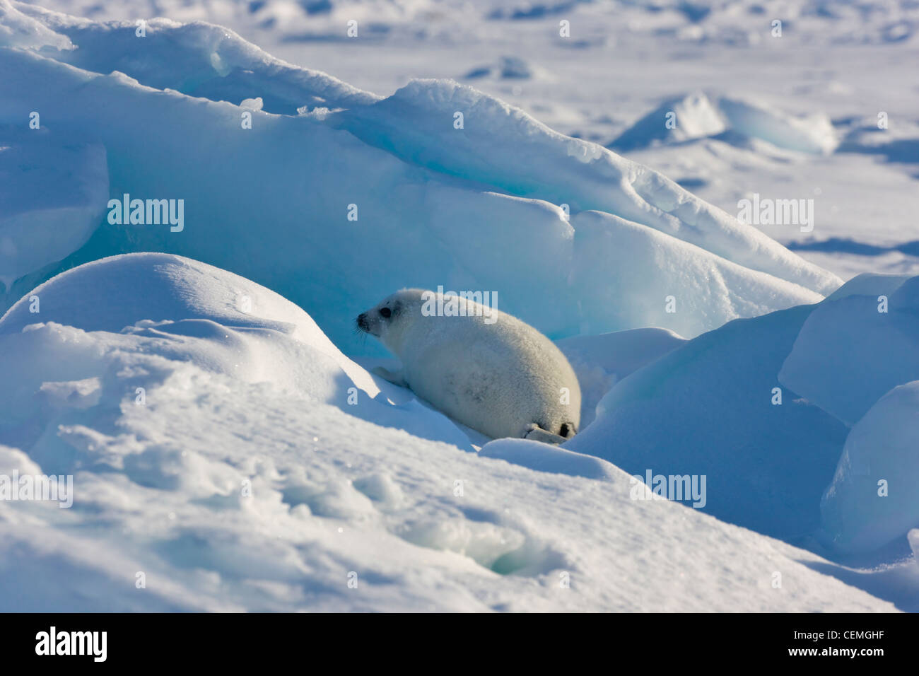 Harp seal pup on ice, Iles de la Madeleine, Canada Stock Photo