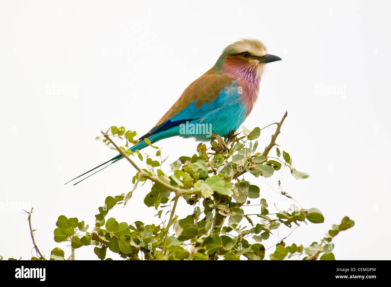 Bee eater perched in bush. Stock Photo