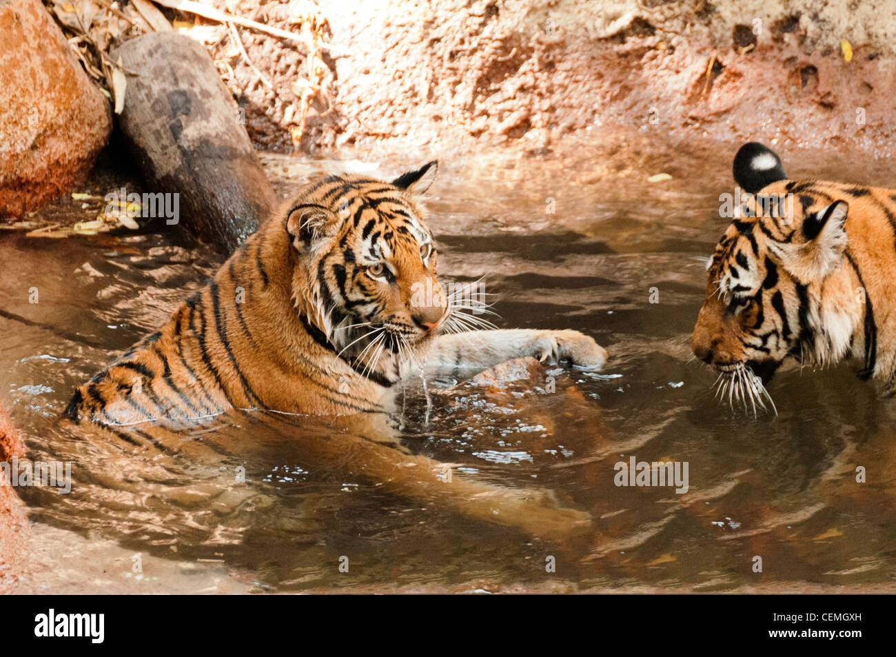 Tiger cub rescued in New Mexico finds new home in Colorado