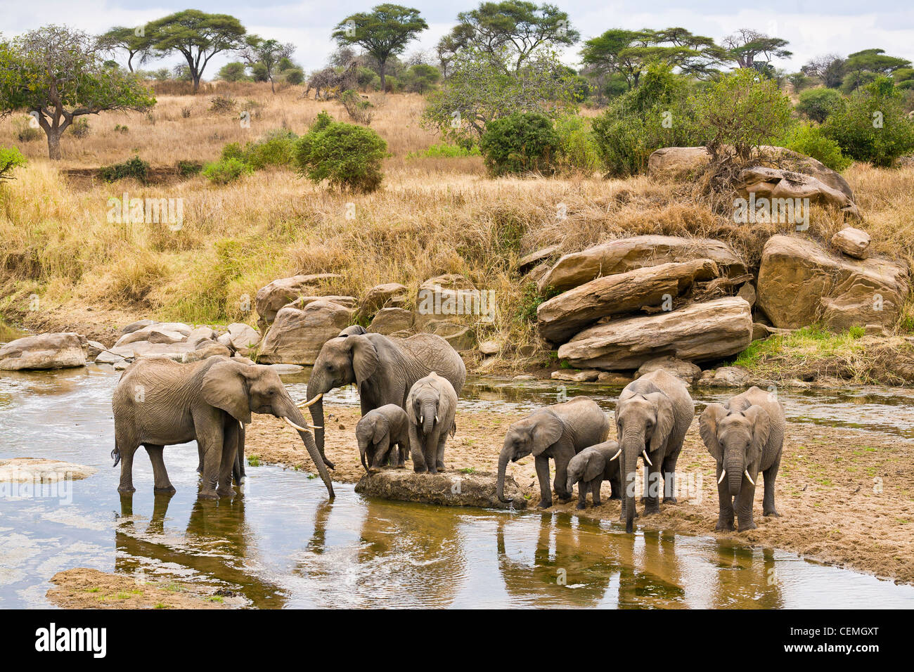Two elephants at the river Stock Photo - Alamy
