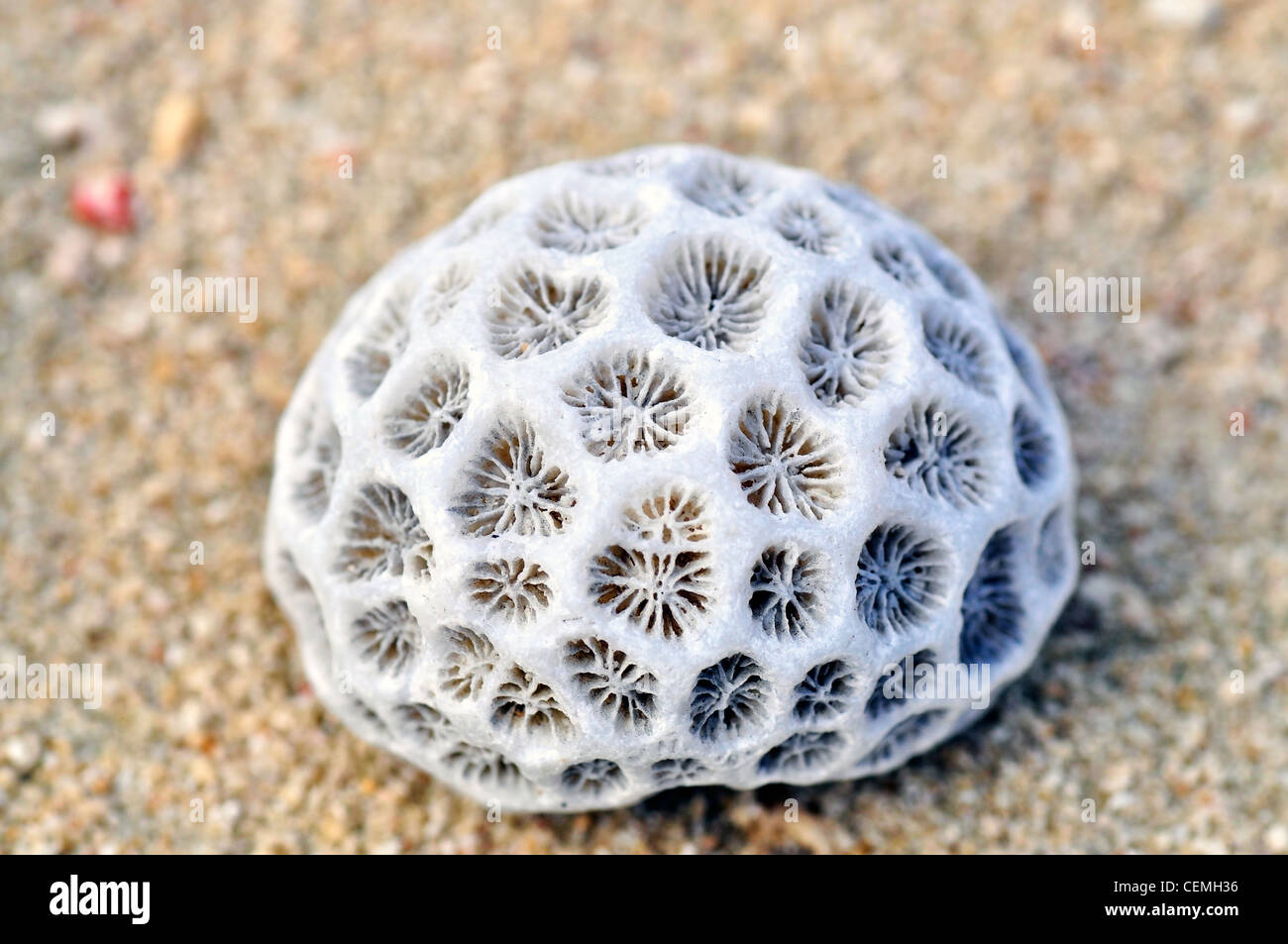 Isolated objects: white dried coral branch on black background Stock Photo  - Alamy