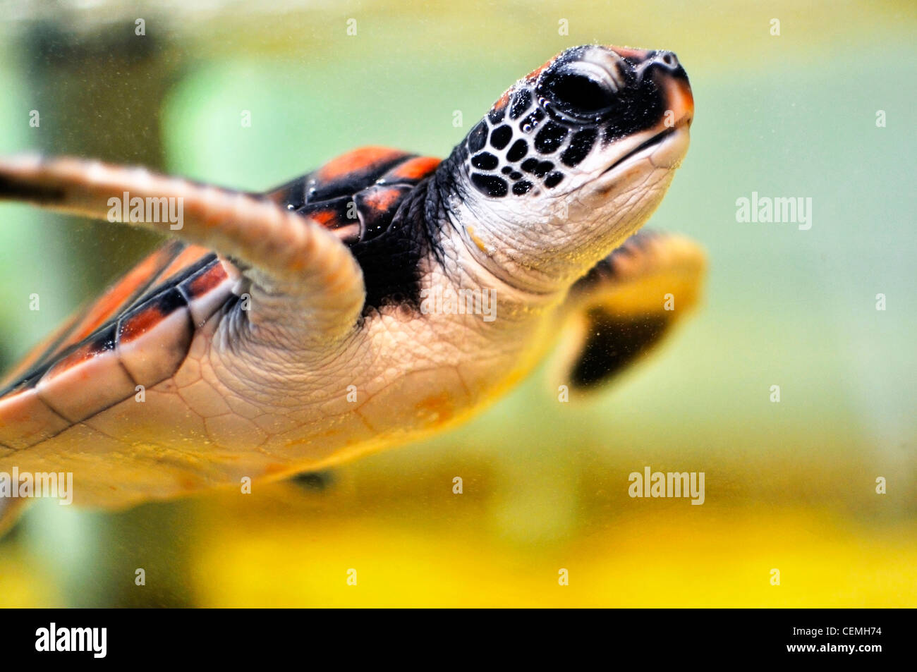 Baby Sea turtle under water Stock Photo