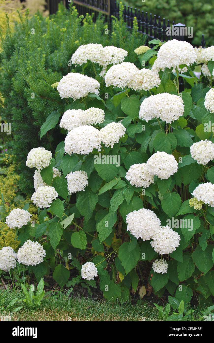 White hydrangea flowers Stock Photo Alamy