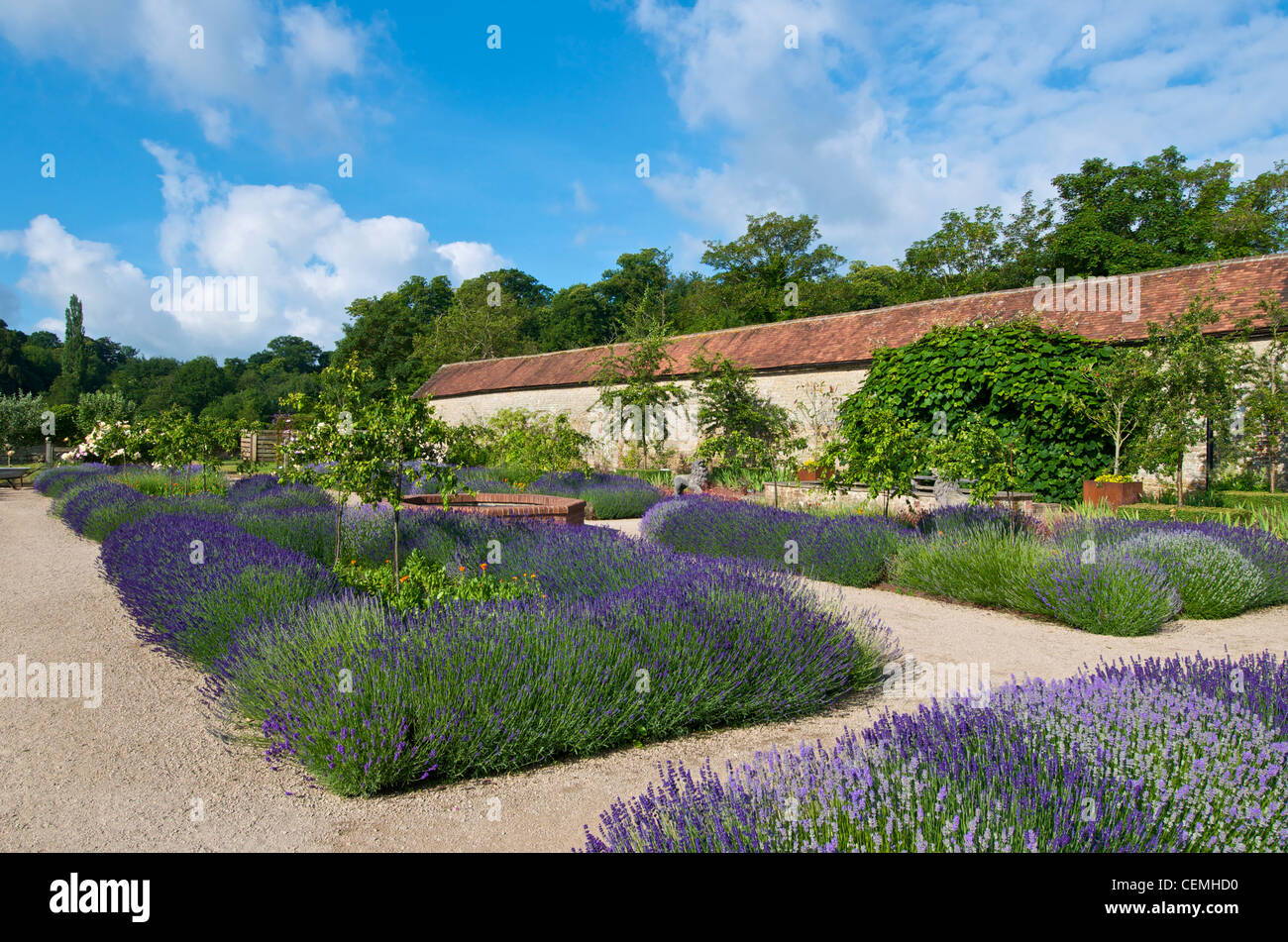 Lavender beds in The Walled Garden at Cowdray Sussex UK Stock Photo Alamy