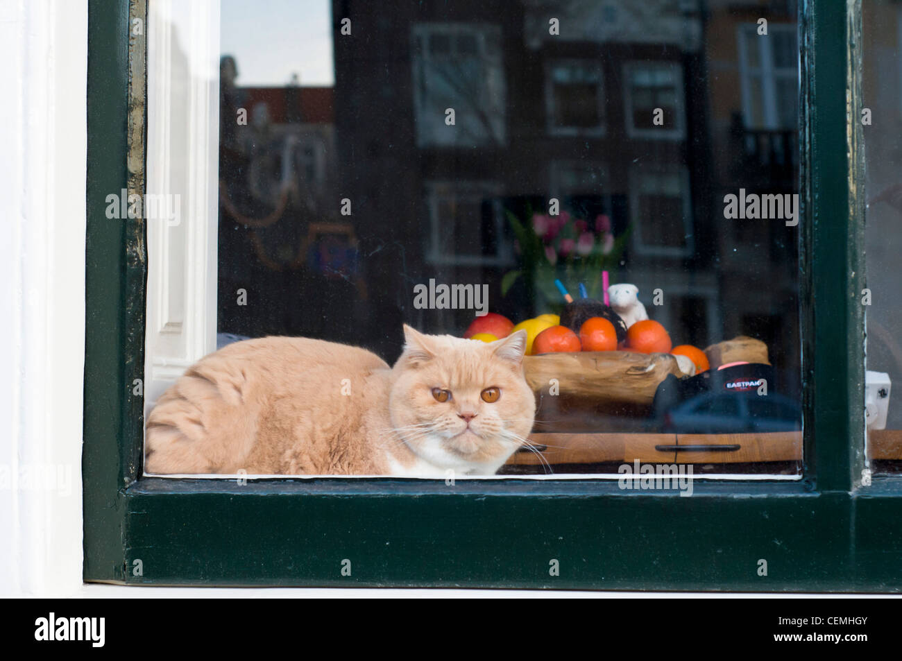Cat seating at window Stock Photo Alamy