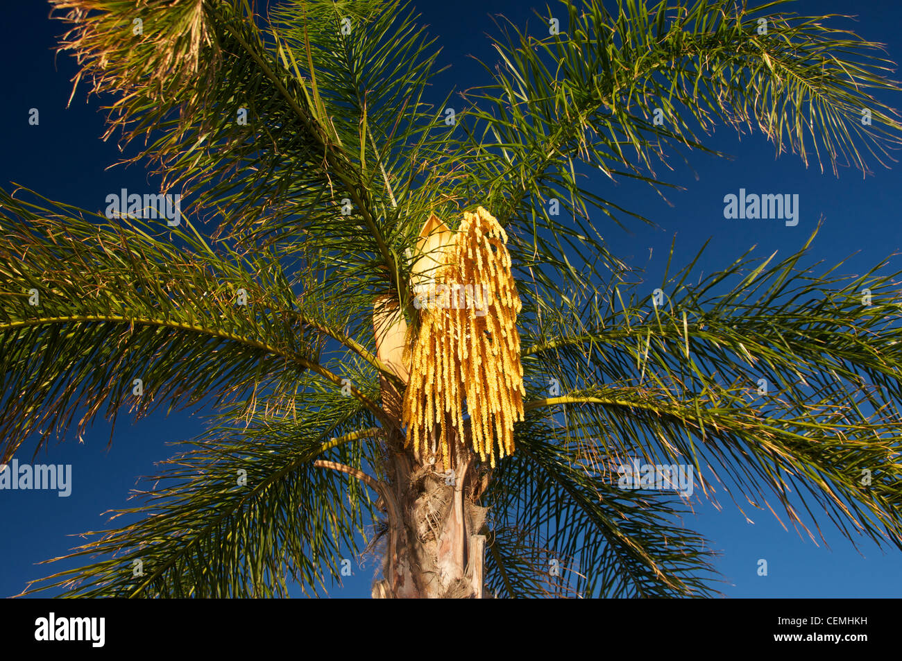 Palm tree seeds hires stock photography and images Alamy