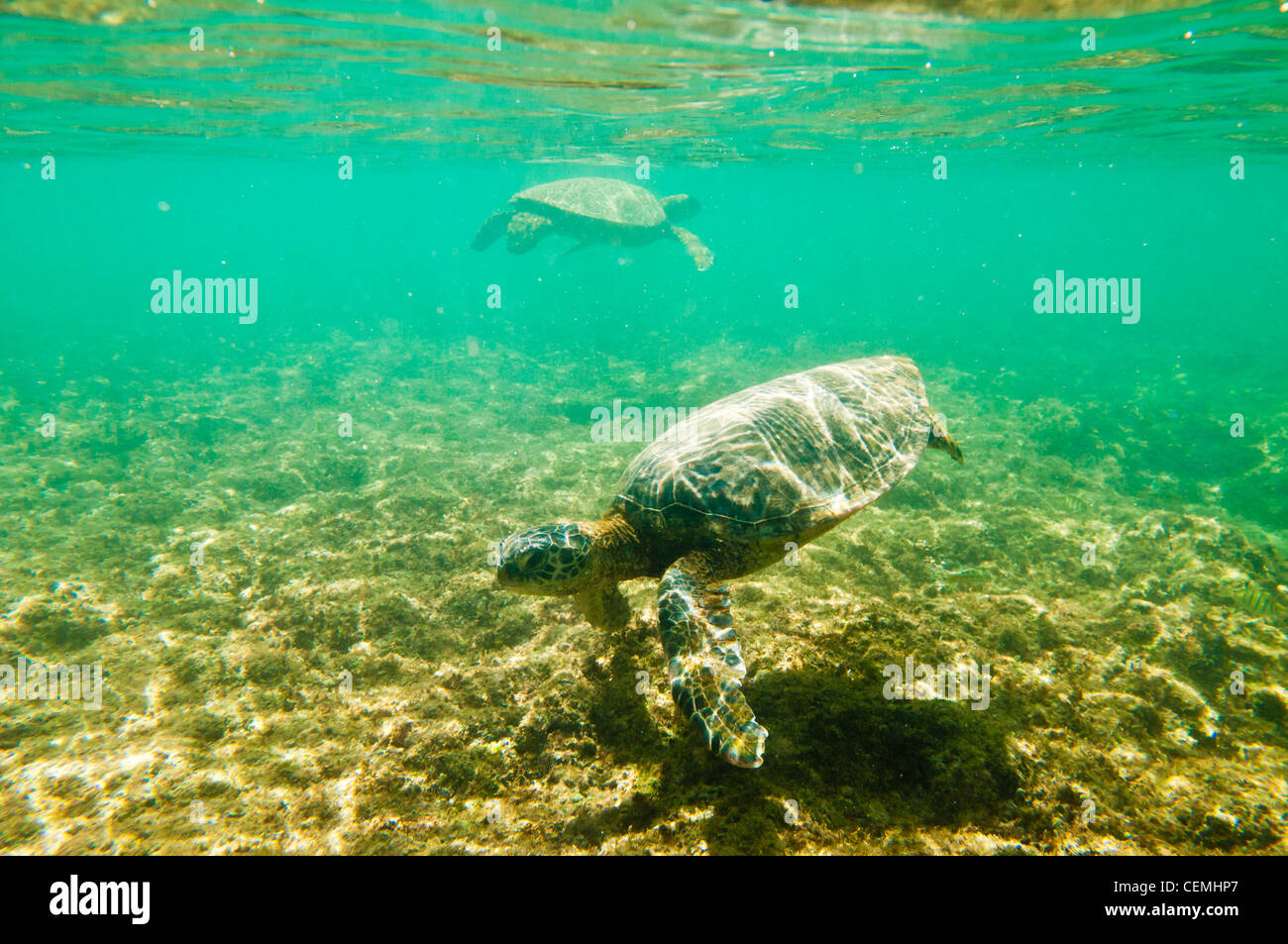 Green Sea Turtles, Kailua Bay, Oahu, Hawaii Stock Photo