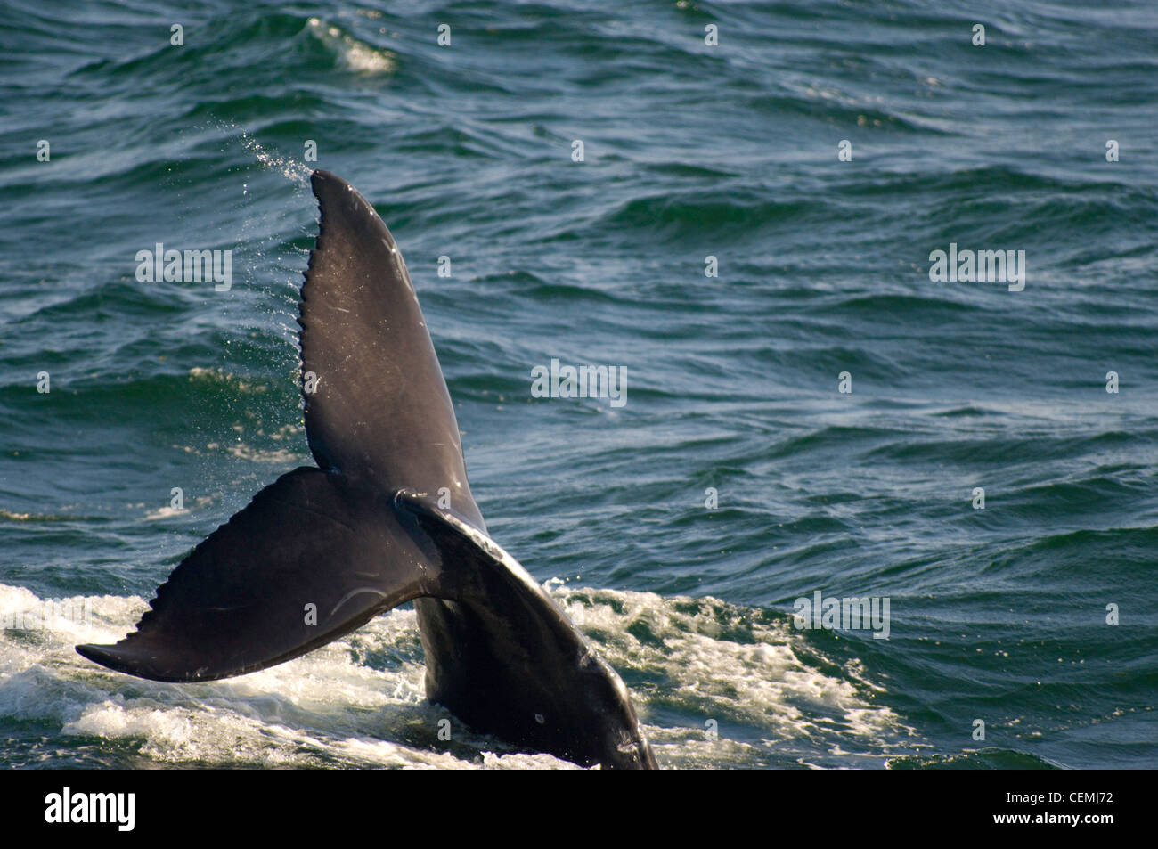 A humpback whale plays and dives in Icy Strait, Alaska Stock Photo