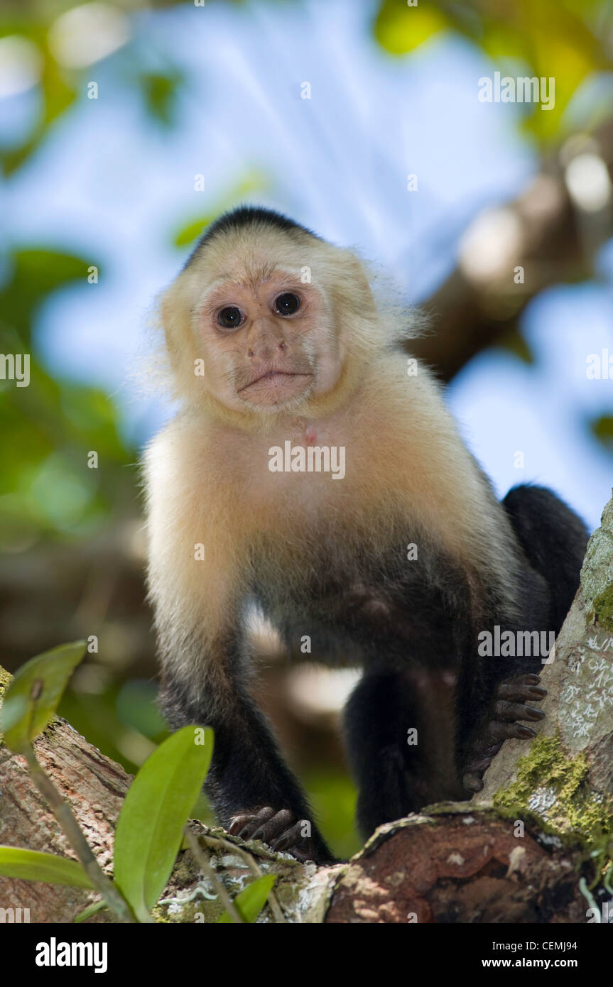A white faced capuchin monkey, at Caleta Beach, Corcovado Conservation Area, Costa Rica Stock Photo