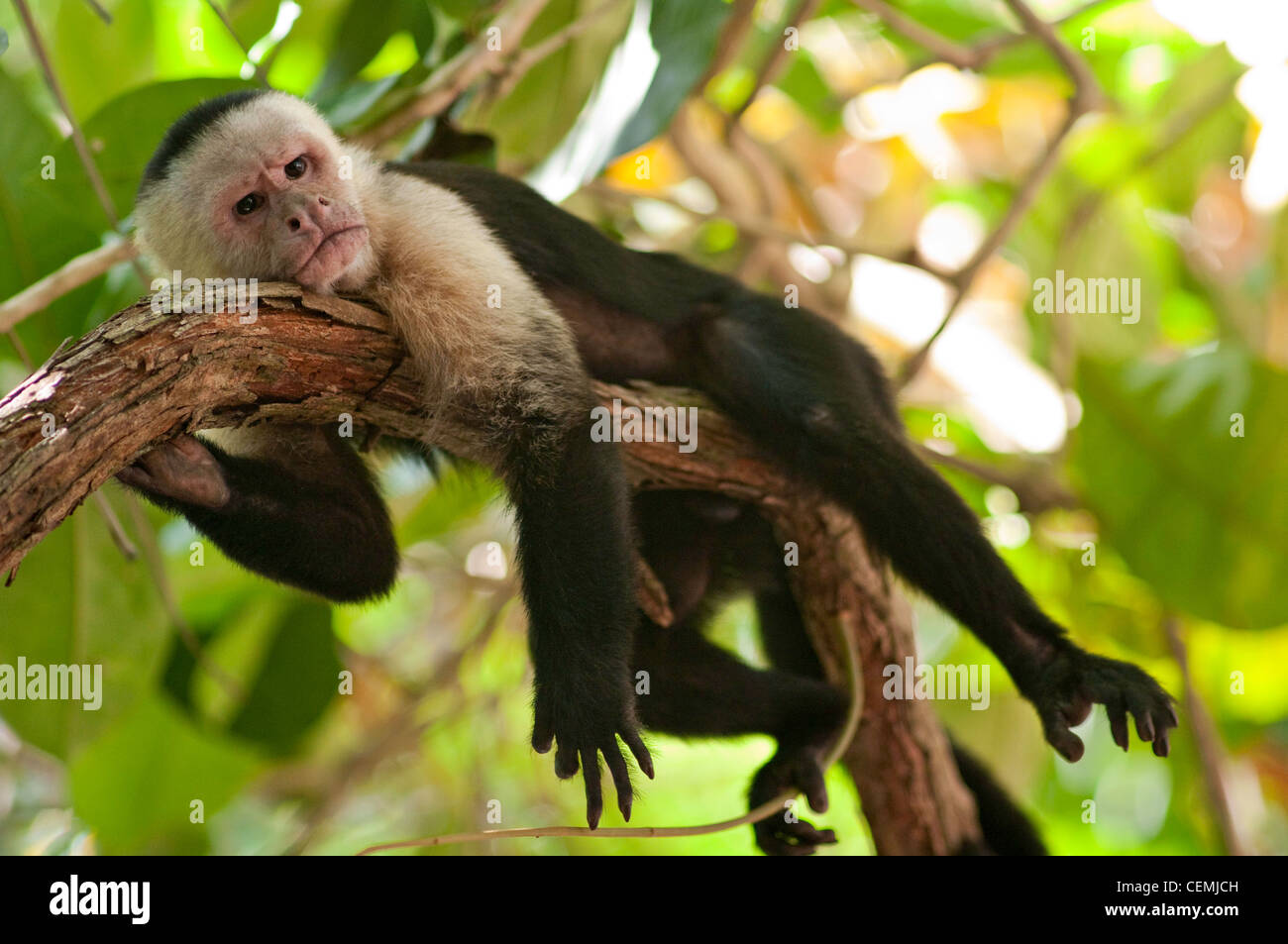 White-faced capuchin monkey rests near a beach in Manuel Antonio National Park, Costa Rica Stock Photo