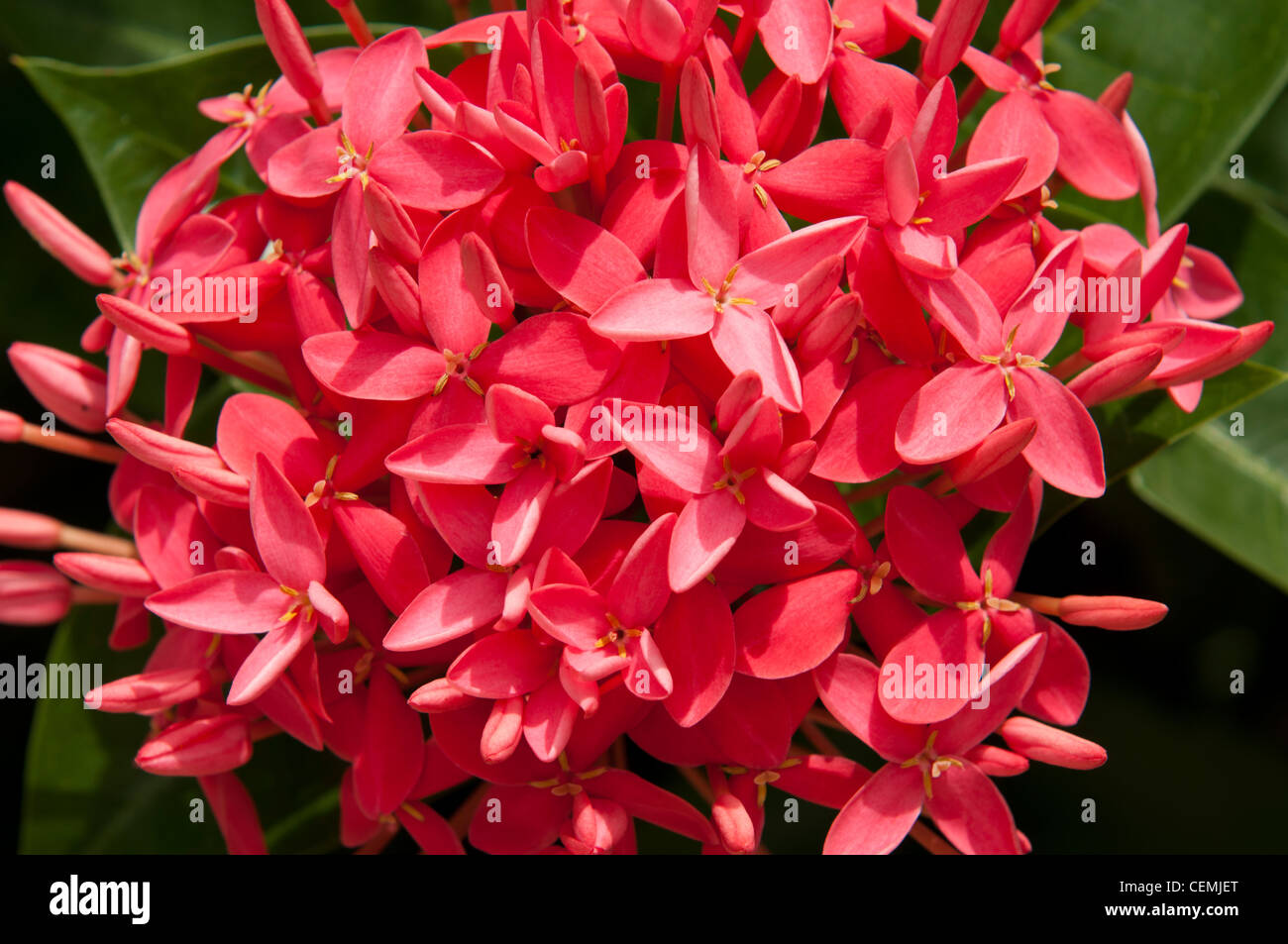 gorgeous pink ixora flower (Rubiaceae family) in Antigua Stock Photo