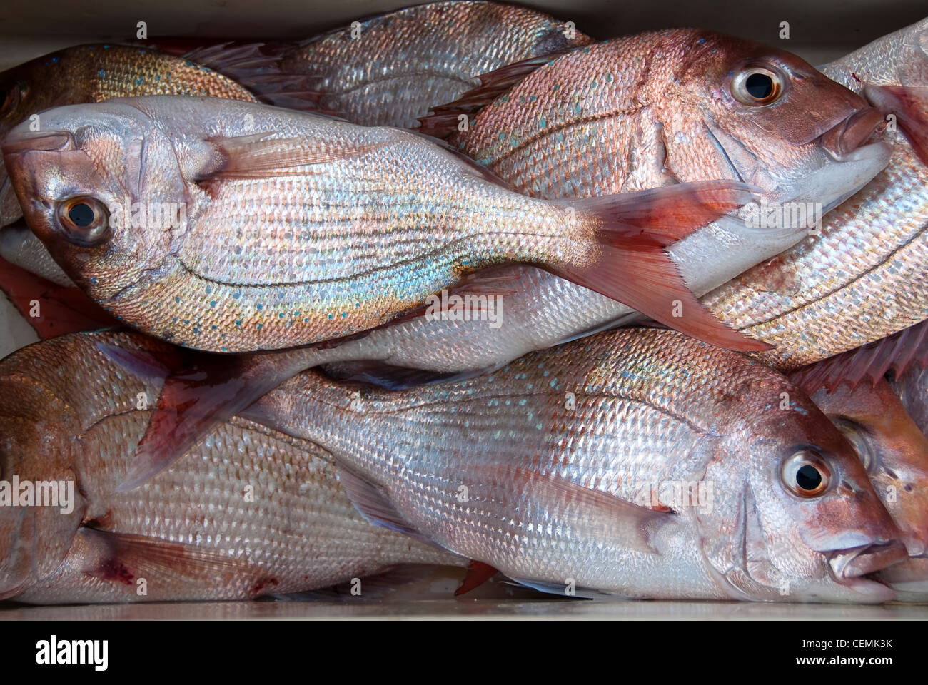 Fish bin full of fresh caught red snapper fish in New Zealand Stock